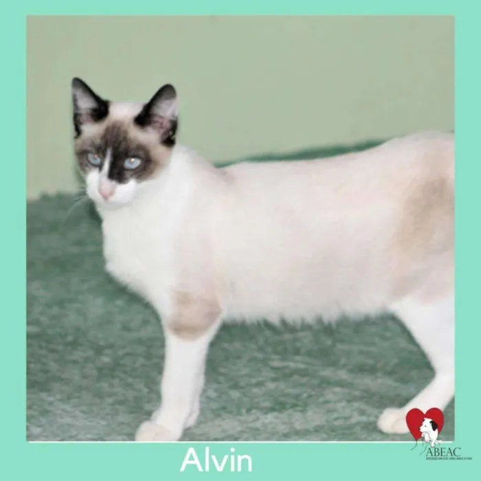 Gato ra a  idade 1 ano nome ALVIN