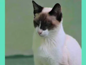 Gato raça  idade 1 ano nome ALVIN