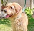 Cachorro raça  idade 3 anos nome FLOQUINHO