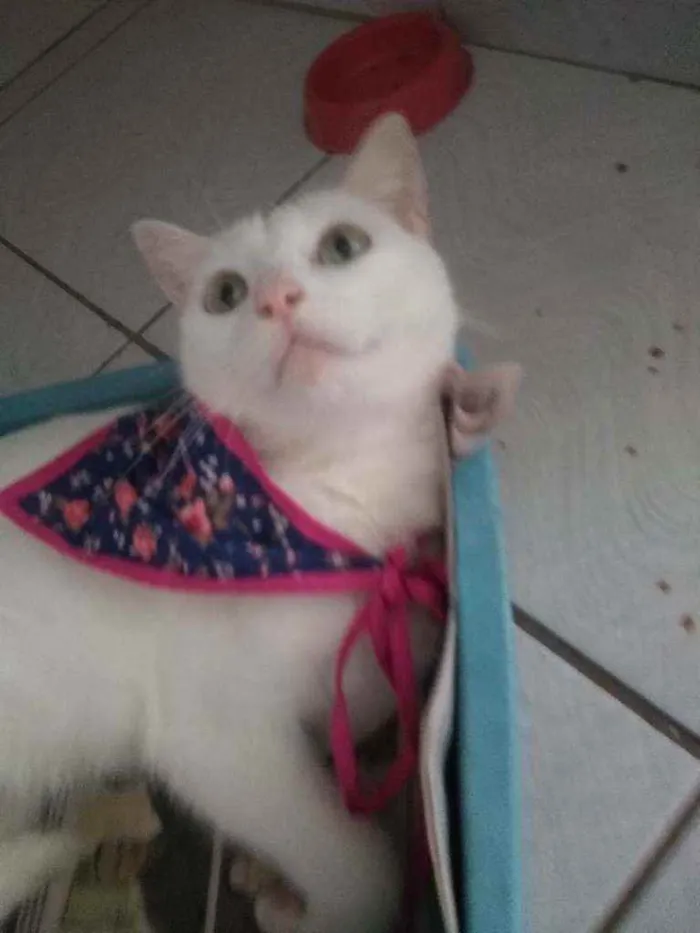 Gato raça Srd idade 7 a 11 meses nome Jadhe