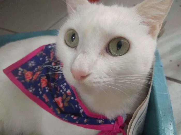 Gato raça Srd idade 7 a 11 meses nome Jadhe