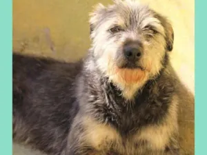 Cachorro raça  idade 2 anos nome BARNEY