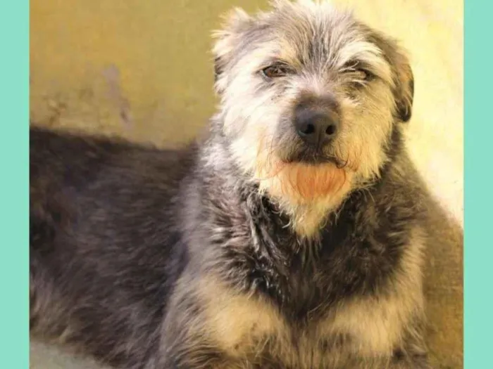 Cachorro raça  idade 2 anos nome BARNEY