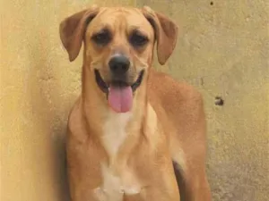 Cachorro raça  idade 1 ano nome FIONA