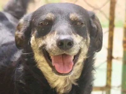 Cachorro raça  idade 4 anos nome CRISTAL