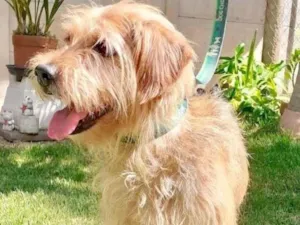 Cachorro raça  idade 3 anos nome FLOQUINHO