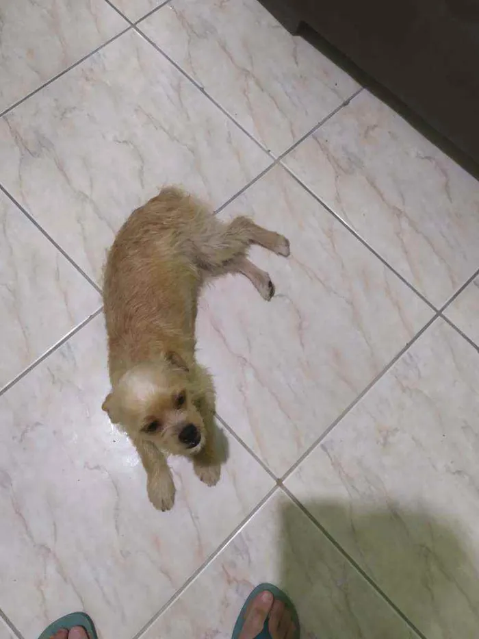 Cachorro raça Vira lata com pudou idade 1 ano nome Petty