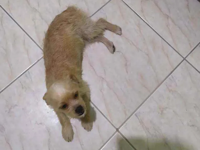 Cachorro raça Vira lata com pudou idade 1 ano nome Petty