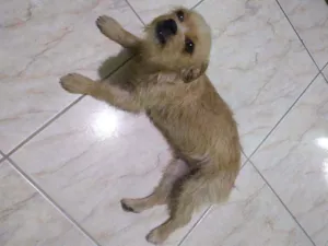 Cachorro raça Vira lata com pudou idade 1 ano nome Petty