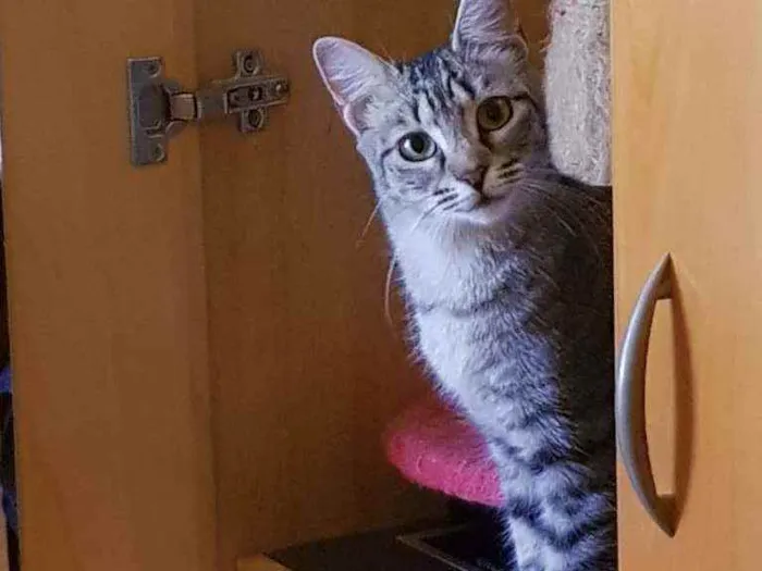 Gato ra a SRD idade 1 ano nome Zara