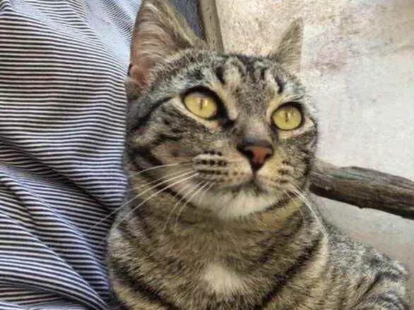 Gato raça Srd idade 7 a 11 meses nome Ritinha 