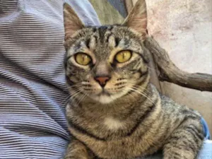 Gato raça Srd idade 7 a 11 meses nome Ritinha 