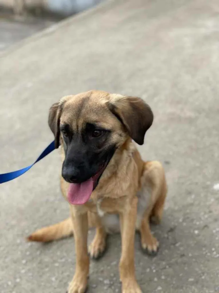 Cachorro raça SRD idade 7 a 11 meses nome Billy 