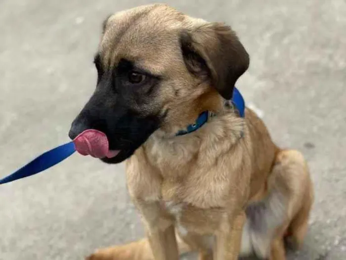 Cachorro raça SRD idade 7 a 11 meses nome Billy 