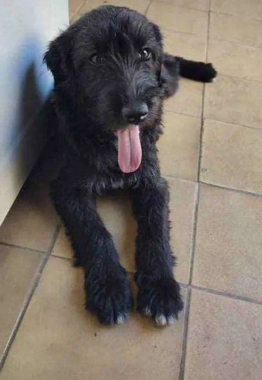 Cachorro ra a SRD idade 2 a 6 meses nome Fênix 