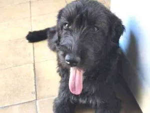 Cachorro raça SRD idade 2 a 6 meses nome Fênix 