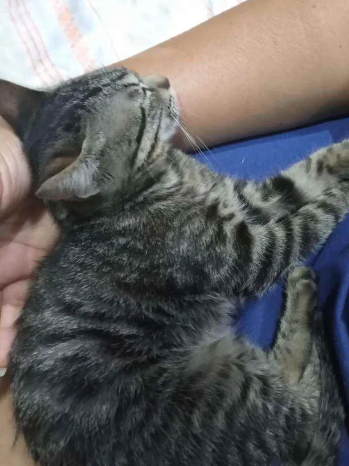 Gato ra a Os Greys Tabbys .   idade 2 a 6 meses nome João. 