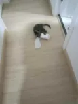 João.