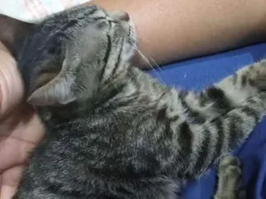 Gato raça Os Greys Tabbys .   idade 2 a 6 meses nome João. 