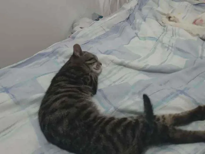 Gato ra a Os Greys Tabbys .   idade 2 a 6 meses nome João. 