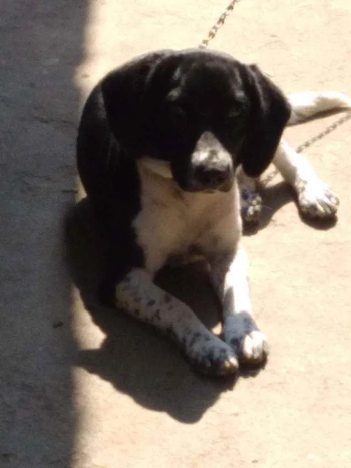 Cachorro ra a Não definida idade 7 a 11 meses nome Jade
