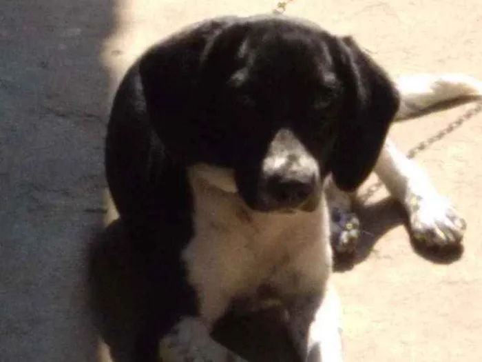 Cachorro ra a Não definida idade 7 a 11 meses nome Jade