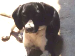 Cachorro raça Não definida idade 7 a 11 meses nome Jade