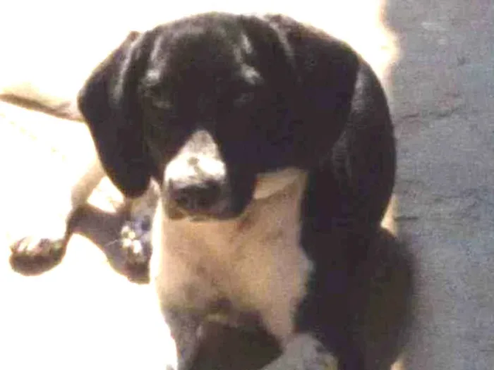 Cachorro ra a Não definida idade 7 a 11 meses nome Jade