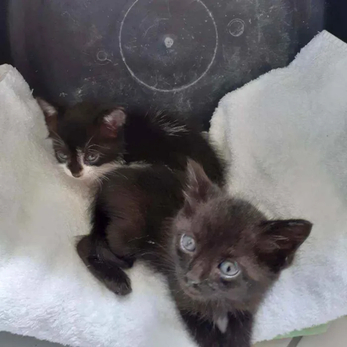 Gato raça Não discriminado  idade Abaixo de 2 meses nome Madona e maju