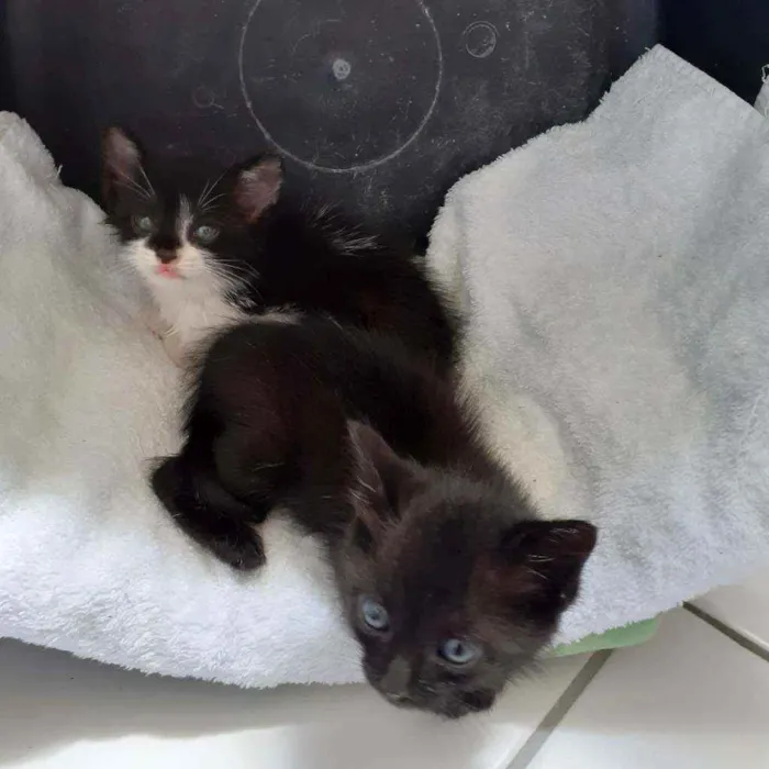Gato raça Não discriminado  idade Abaixo de 2 meses nome Madona e maju