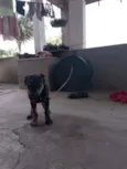 Bob
