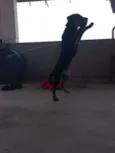 Bob