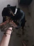 Bob