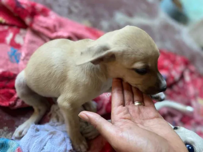Cachorro raça Srd idade 2 a 6 meses nome Pérola 
