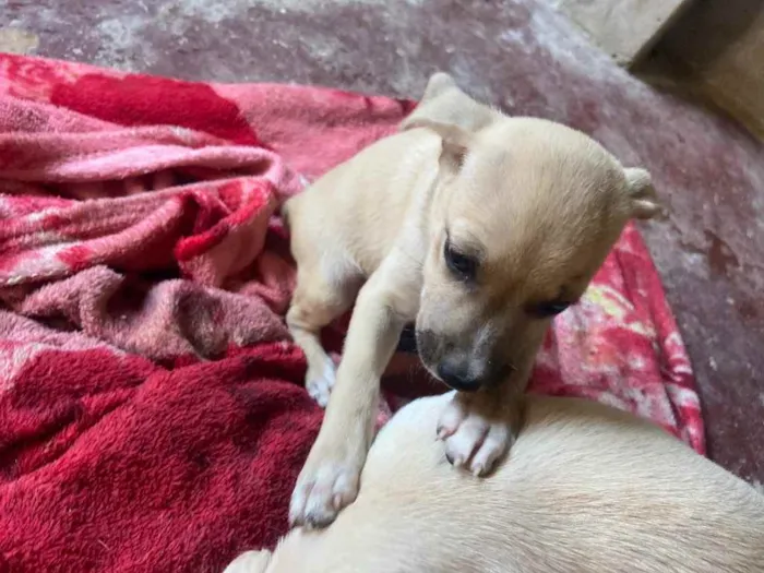 Cachorro raça Srd idade 2 a 6 meses nome Pérola 