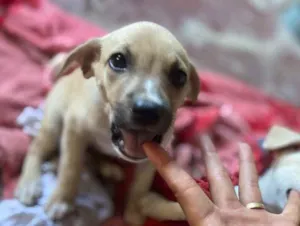 Cachorro raça Srd idade 2 a 6 meses nome Pérola 
