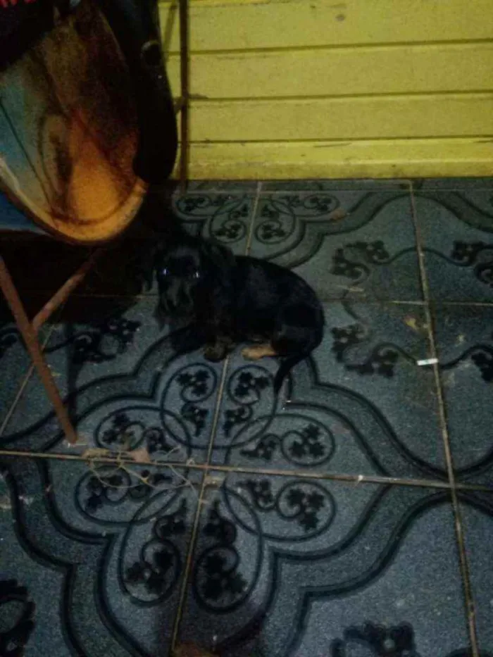 Cachorro ra a Sem raça definida idade 2 a 6 meses nome Ainda não tem nome