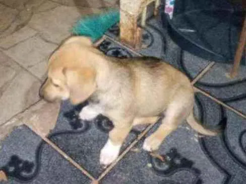 Cachorro ra a Sem raça definida idade 2 a 6 meses nome Ainda não tem nome