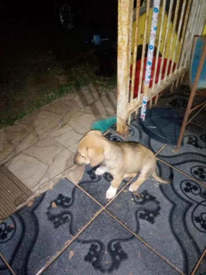 Cachorro ra a Sem raça definida idade 2 a 6 meses nome Ainda não tem nome