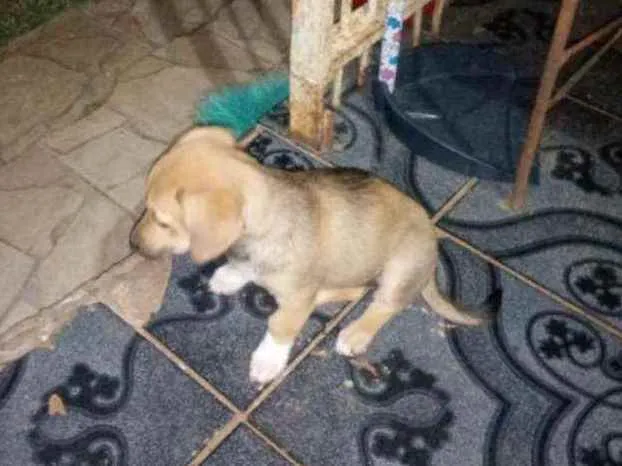 Cachorro ra a Sem raça definida idade 2 a 6 meses nome Ainda não tem nome