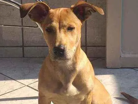 Cachorro ra a Mistura salcicha idade 2 a 6 meses nome Zoi