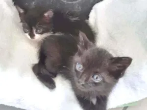 Gato raça Não discriminado  idade Abaixo de 2 meses nome Madona e maju