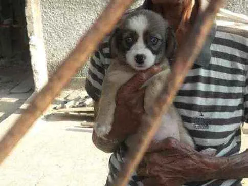 Cachorro ra a Srd idade 2 a 6 meses nome Sem.nome