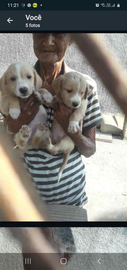Cachorro ra a Srd idade 2 a 6 meses nome Sem.nome