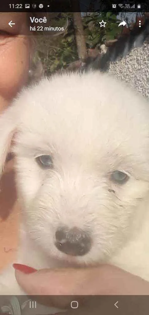 Cachorro ra a Srd idade 2 a 6 meses nome Sem.nome