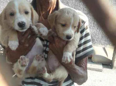 Cachorro ra a Srd idade 2 a 6 meses nome Sem.nome