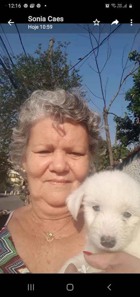 Cachorro ra a Srd idade 2 a 6 meses nome Sem.nome
