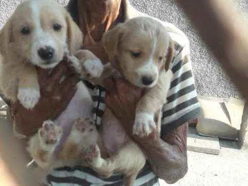 Cachorro ra a Srd idade 2 a 6 meses nome Sem.nome