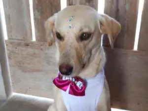 Cachorro raça SRD idade 7 a 11 meses nome MEL