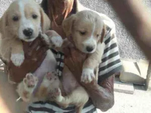 Cachorro raça Srd idade 2 a 6 meses nome Sem.nome